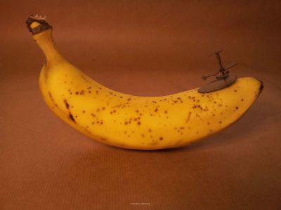 Installation Bananensurfer